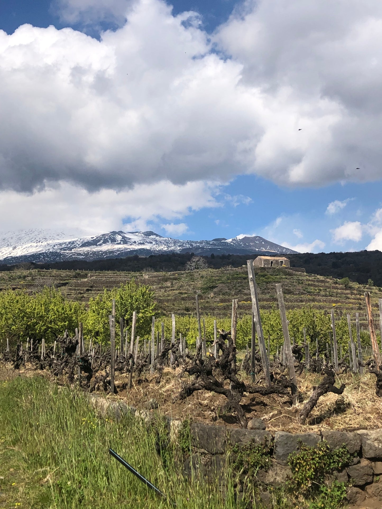 Volcanic Wines of Southern Italy