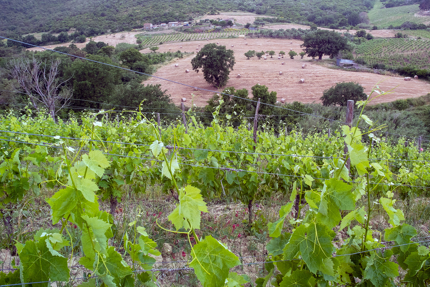 Bruno de Concilis & Tempa di Zoe